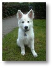 Weisse Schäferhunde von Ilka Meier