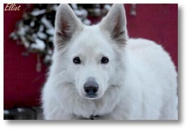 Weisse-Schaeferhund-Zucht_von_Perro-Blanco