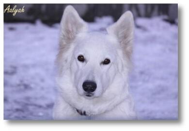 Perro-Blanco-Schäferhund-Zucht