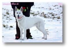 Weißer Schäferhund aus der Perro-Blanco-Zucht von Ilka Meier